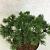 Pinus mugo 'Corley's Mat' Pot 7,5 liter 25-30cm