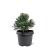 Pinus mugo 'Green Pearl' Pot 3 Liter 20 - 30 cm