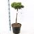 Pinus mugo 'Lilliput' Pot 7,5 Liter Stam 60 cm