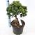 Pinus mugo 'Lilliput' Pot 5 liter 25-30cm