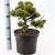 Pinus mugo 'March' Pot 5 liter 25-30cm