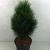 Pinus nigra 'Green Tower' Pot 10 liter 50 - 60 cm