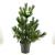 Pinus peuce Pot 10 liter 60 - 80 cm
