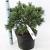 Pinus strobus 'Bergman's Mini' Pot 10 liter 40 - 50 cm