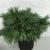 Pinus strobus 'Blue Shag' Pot 10 liter 40 - 50 cm