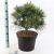 Pinus strobus 'Radiata' Pot 10 liter 40 - 50 cm