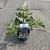 Ficus car. Little Miss Figgy Pot 2 Liter30 - 40 cm