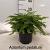 Adiantum pedatum 'Imbricatum' Pot 2 Liter 20 - 30 cm
