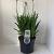 Agapanthus 'Dr Brouwer' Pot 7,5 liter 30-35cm