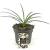 Agapanthus Fireworks Pot 2 Liter