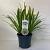 Agapanthus 'Leicester' Pot 3 liter 25-30cm