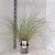 Ammophila arenaria Pot 4 Liter 50 - 60 cm