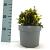 Aster (D) 'Schneekissen' Pot 2 Liter 20 - 30 cm
