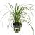 Calamagrostis acut. 'Karl Foerster' Pot 5 Liter 