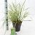 Calamagrostis acut. 'Overdam' Pot 2 Liter30 - 40 cm
