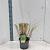 Calamagrostis acut. 'Overdam' Pot 4 Liter 50 - 60 cm