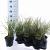 Calamagrostis acut. 'Overdam' Pot 2,5 Liter 30 - 40 cm