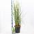 Calamagrostis acut. 'Overdam' Pot 6 Liter 60 - 80 cm