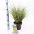 Carex brunnea 'Aureomarginata' Pot 2 liter 25-30cm