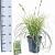 Carex 'Feather Falls' Pot 3 liter 25-30cm