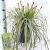 Carex 'Feather Falls' Pot 6 liter 30 - 40 cm