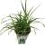 Carex morrowii 'Ice Dance' Pot 2 Liter 20 - 30 cm