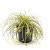 Carex oshim. Evercolor Everoro Pot 2 Liter 20 - 30 cm