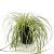 Carex oshim. 'Evergold' Pot 2 Liter 20 - 30 cm