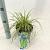 Carex oshim. 'Eversheen' Pot 2 Liter 20 - 30 cm