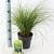 Carex 'Phoenix Green' Pot 2 Liter 20 - 30 cm