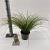Carex testacea 'Prairie Fire' Pot 2 Liter 20 - 30 cm