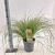 Carex testacea 'Prairie Fire' Pot 6 liter 30 - 40 cm