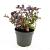 Ceratostigma plumbaginoides Pot 2 Liter