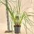 Cortaderia selloana Pot 3 Liter 60 - 80 cm
