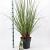 Cortaderia selloana Pot 12 liter 60 - 80 cm