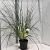 Cortaderia s. 'Citaro' Pot 6 Liter 50 - 60 cm