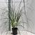 Cortaderia s. 'Evita' Pot 6 Liter 50 - 60 cm