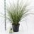 Cortaderia s. 'Pumila' Pot 12 liter 60 - 80 cm