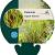 Panicum virgatum 'Rehbraun' Pot 9 cm
