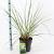 Cortaderia s. 'Pumila' Pot 6 Liter 50 - 60 cm