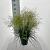 Deschampsia cesp. 'Tardiflora' Pot 12 liter 80 - 100 cm