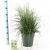 Deschampsia cesp. 'Tardiflora' Pot 6 Liter 60 - 80 cm