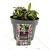 Digitalis purpurea Pot 2 Liter