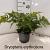 Dryopteris erythrosora Pot 2 Liter 20 - 30 cm