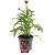 Echinacea Lakota Orange Pot 2 Liter