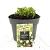 Erigeron karvinskianus Pot 2 Liter