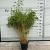 Fargesia rufa Pot 10 liter 125 - 150 cm