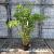 Fargesia rufa Pot 10 liter 125 - 150 cm