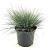 Festuca glauca 'Elijah Blue' Pot 2 Liter 20 - 30 cm