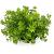 Galium odoratum Pot 2 Liter